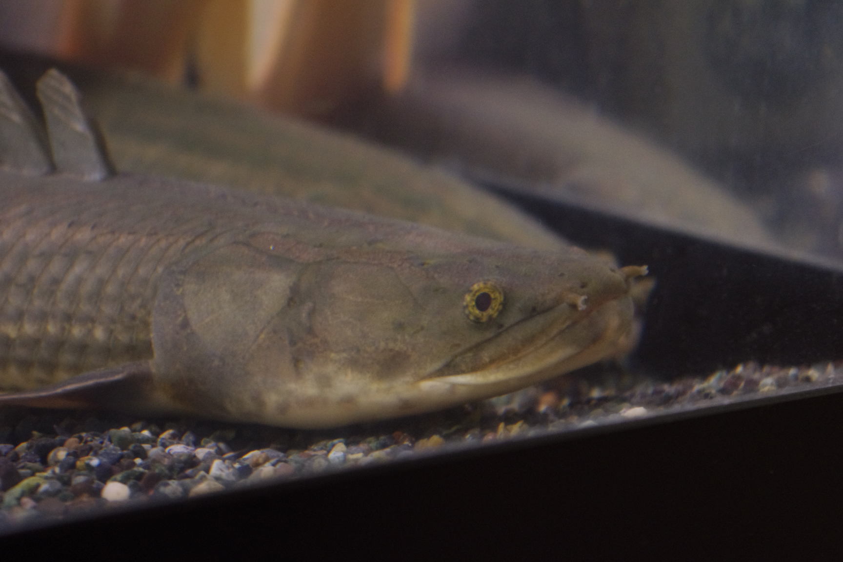 ａｎｃｉｅｎｔ ｒｉｄｅｒ ポリプテルスに関する話