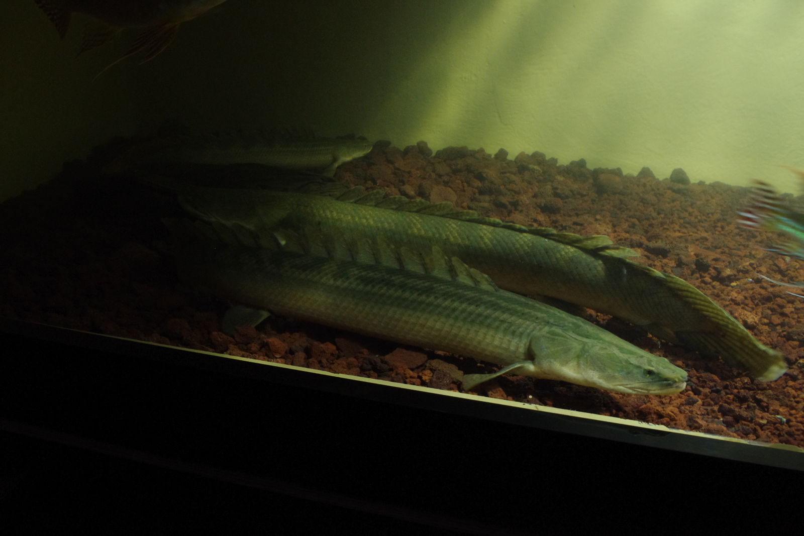 ａｎｃｉｅｎｔ ｒｉｄｅｒ