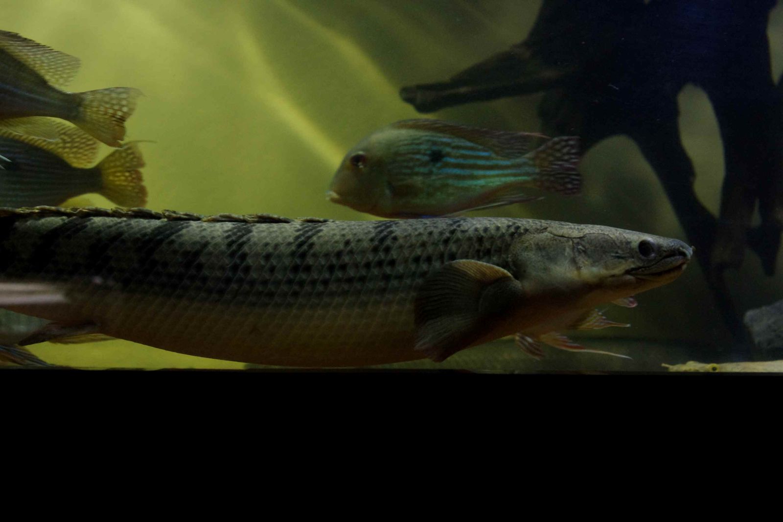 ポリプテルス・ウィークシー特集 : Ancient Rider