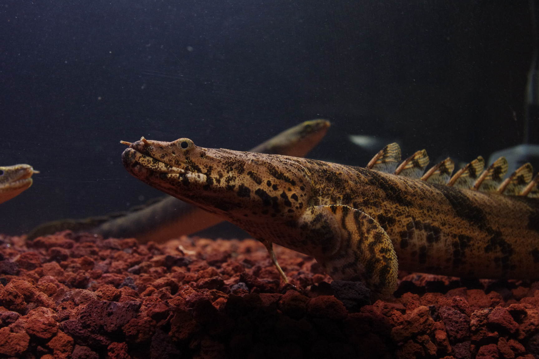 ａｎｃｉｅｎｔ ｒｉｄｅｒ 10年06月