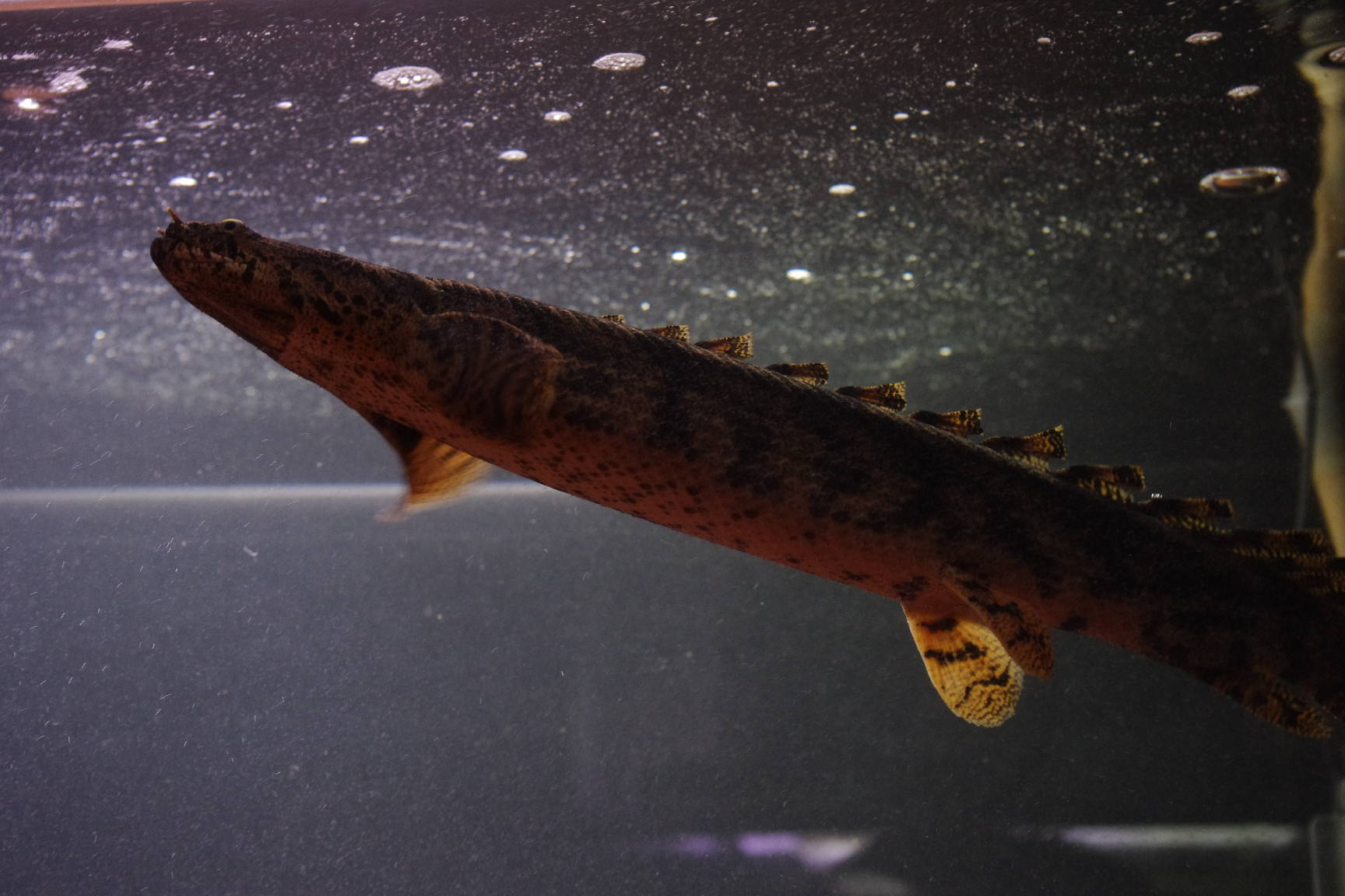 ａｎｃｉｅｎｔ ｒｉｄｅｒ 10年06月