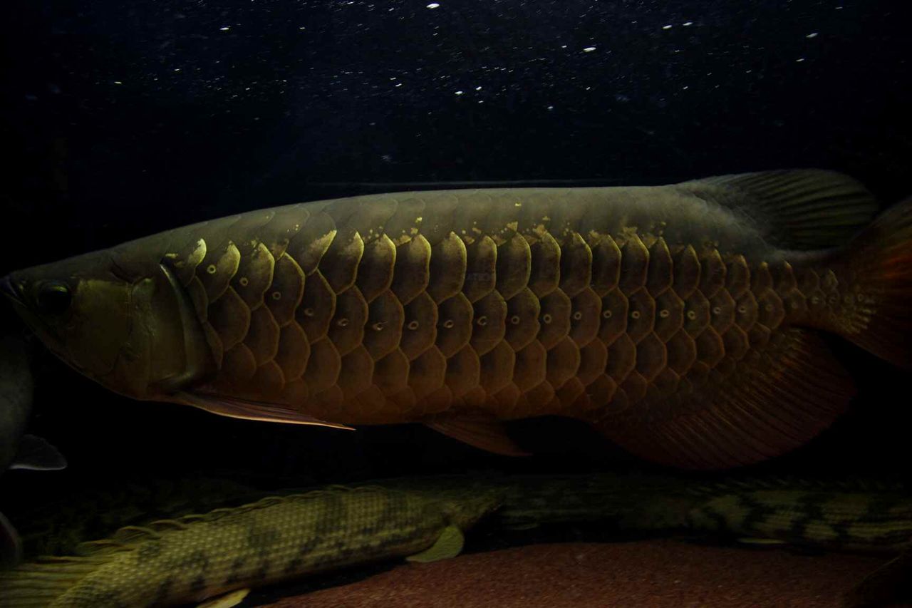 ａｎｃｉｅｎｔ ｒｉｄｅｒ アロワナに関する話