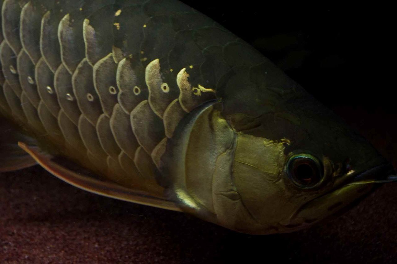 ａｎｃｉｅｎｔ ｒｉｄｅｒ アロワナに関する話