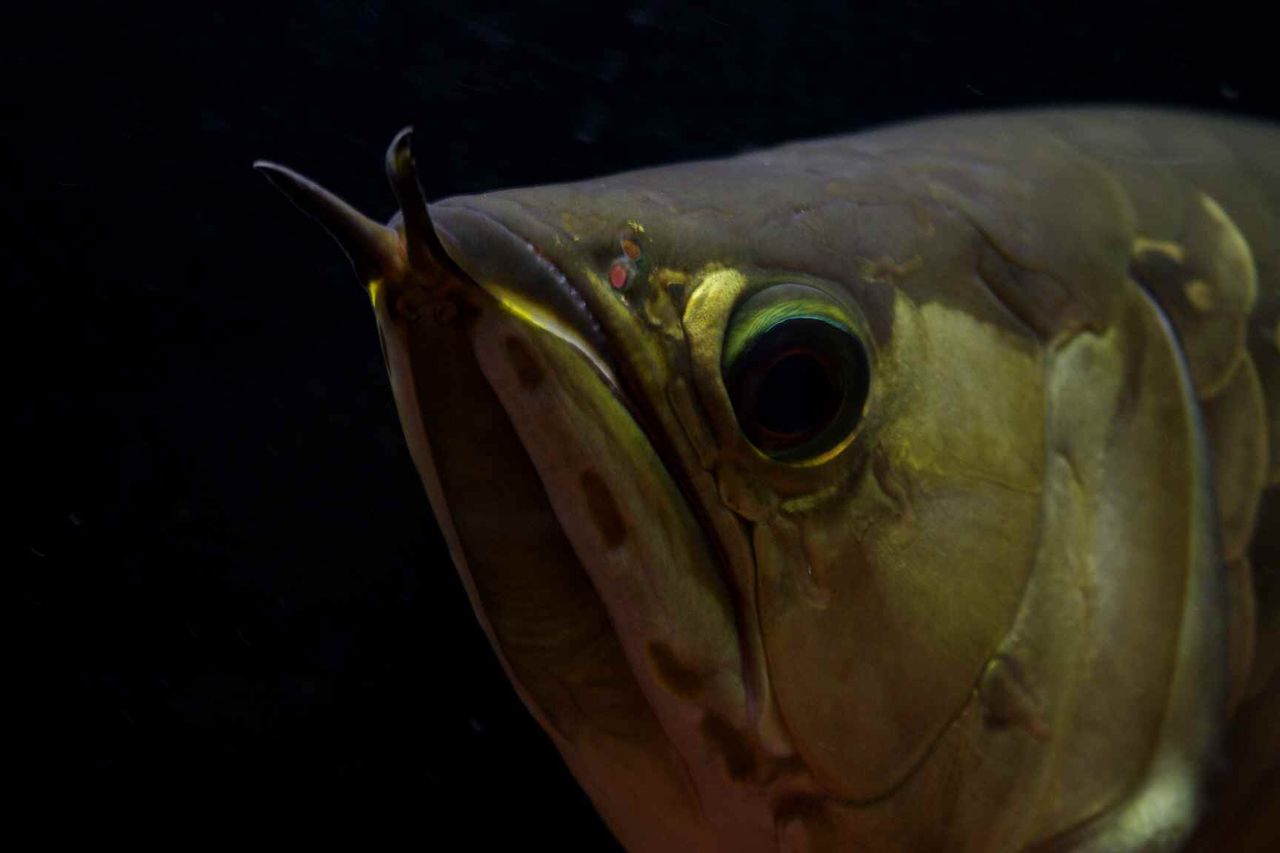 ａｎｃｉｅｎｔ ｒｉｄｅｒ アロワナに関する話