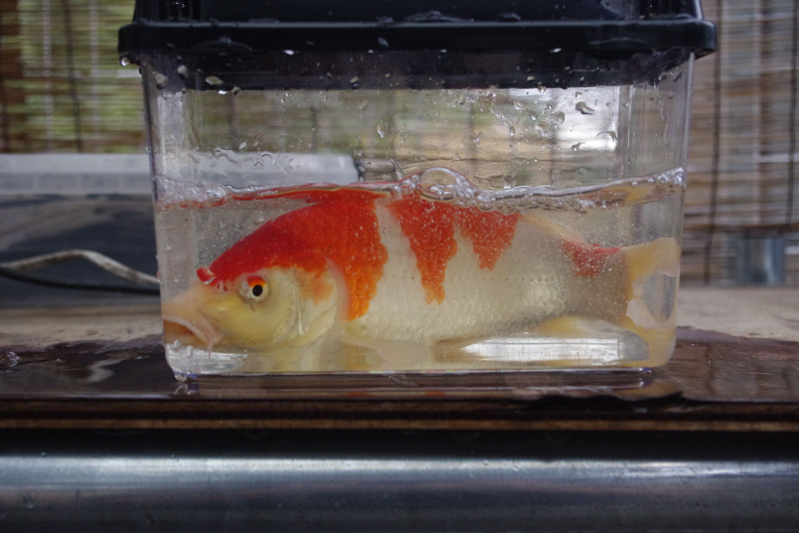 ancient rider 他の魚に関する話 ancient rider 他の魚に関する話