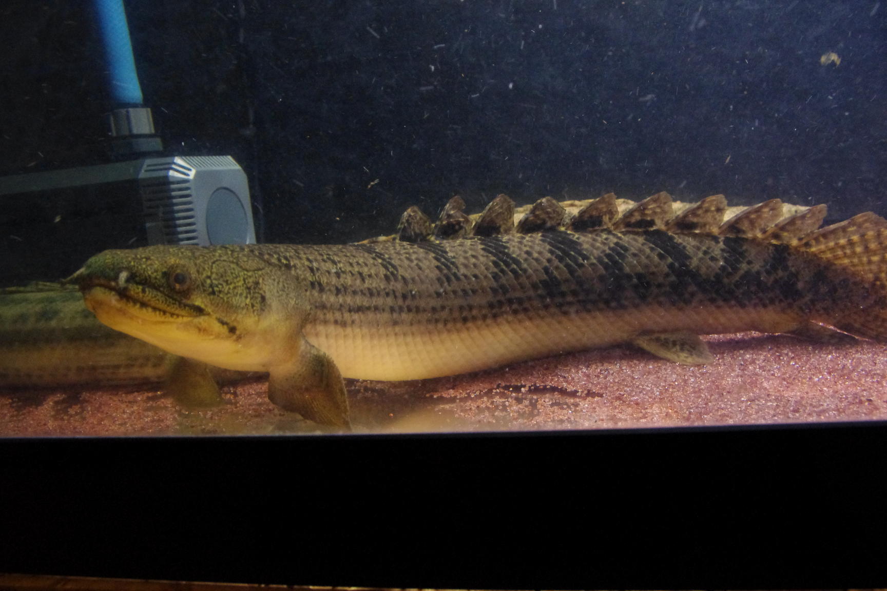 結婚式出席ゆえ疲弊・・・でもウィークシー特集 : Ancient