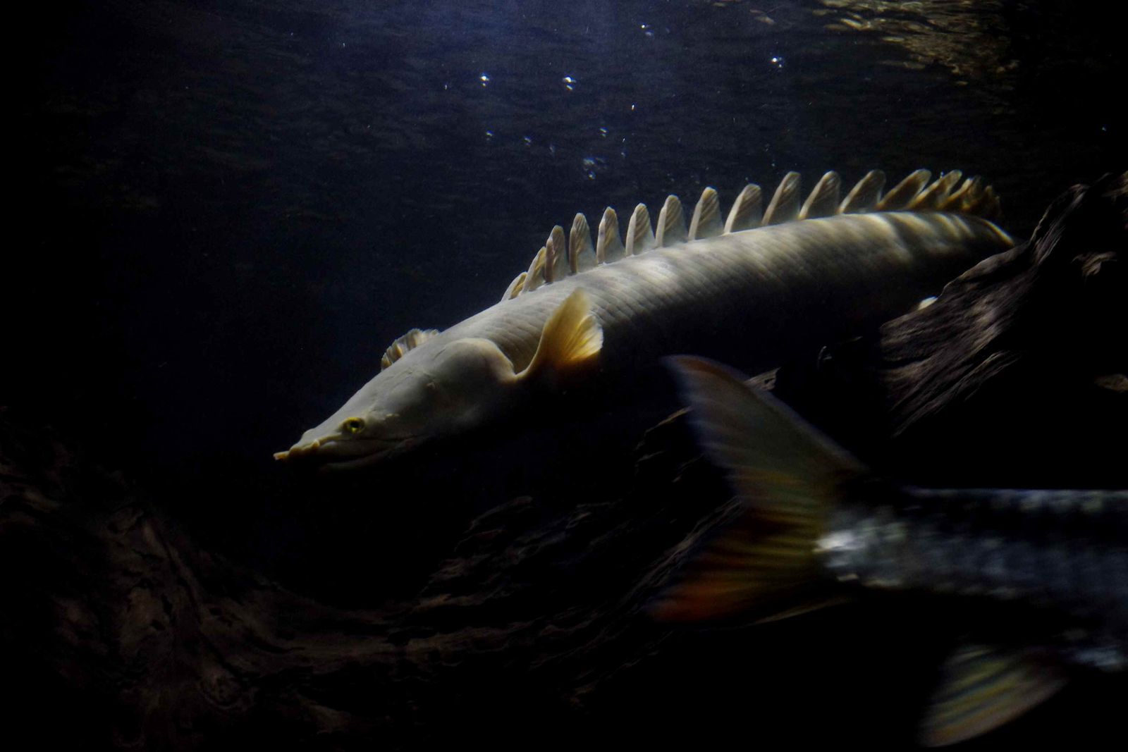 もはや白変ビキール・・・ : Ancient Rider 