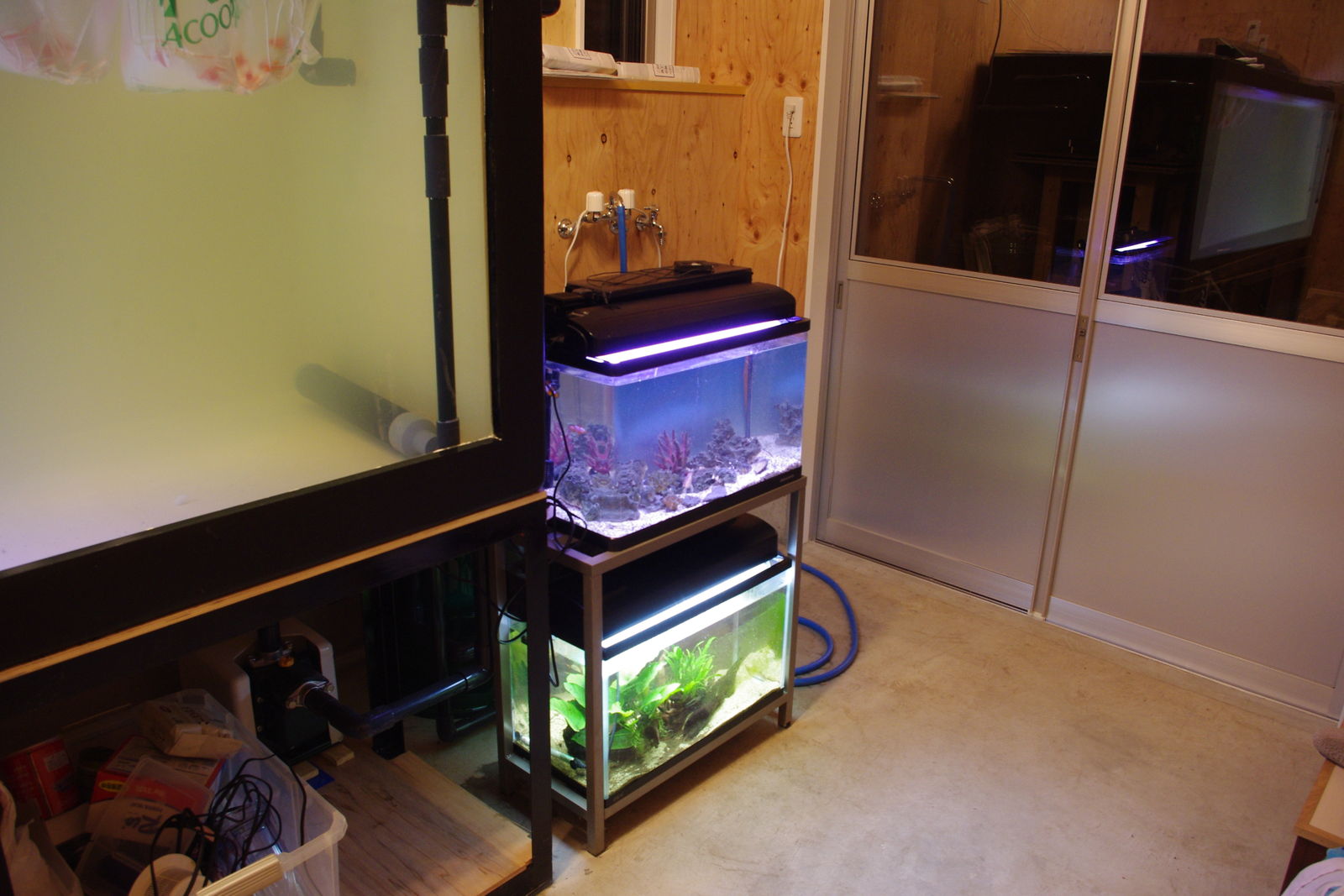 魚部屋製作委員会 早速水槽部屋っぽい ａｎｃｉｅｎｔ ｒｉｄｅｒ