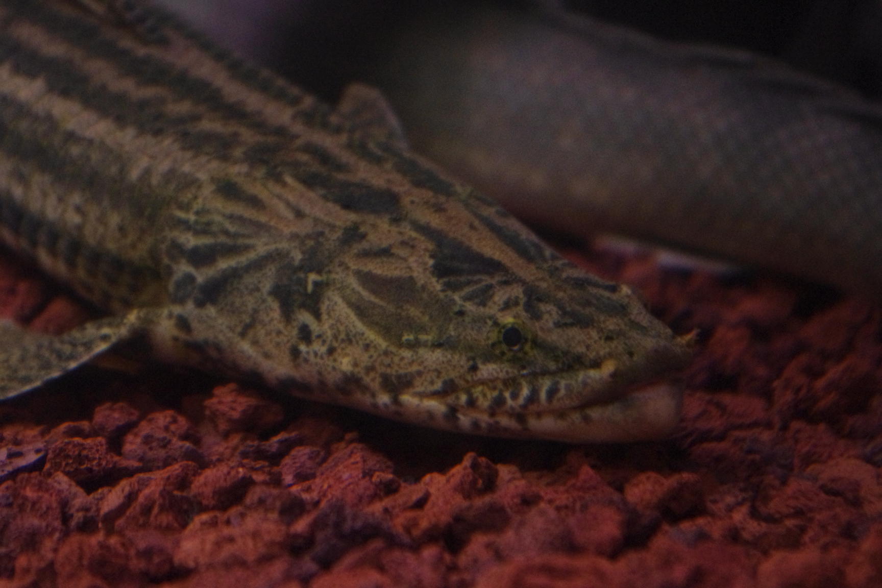 ａｎｃｉｅｎｔ ｒｉｄｅｒ ポリプテルスに関する話