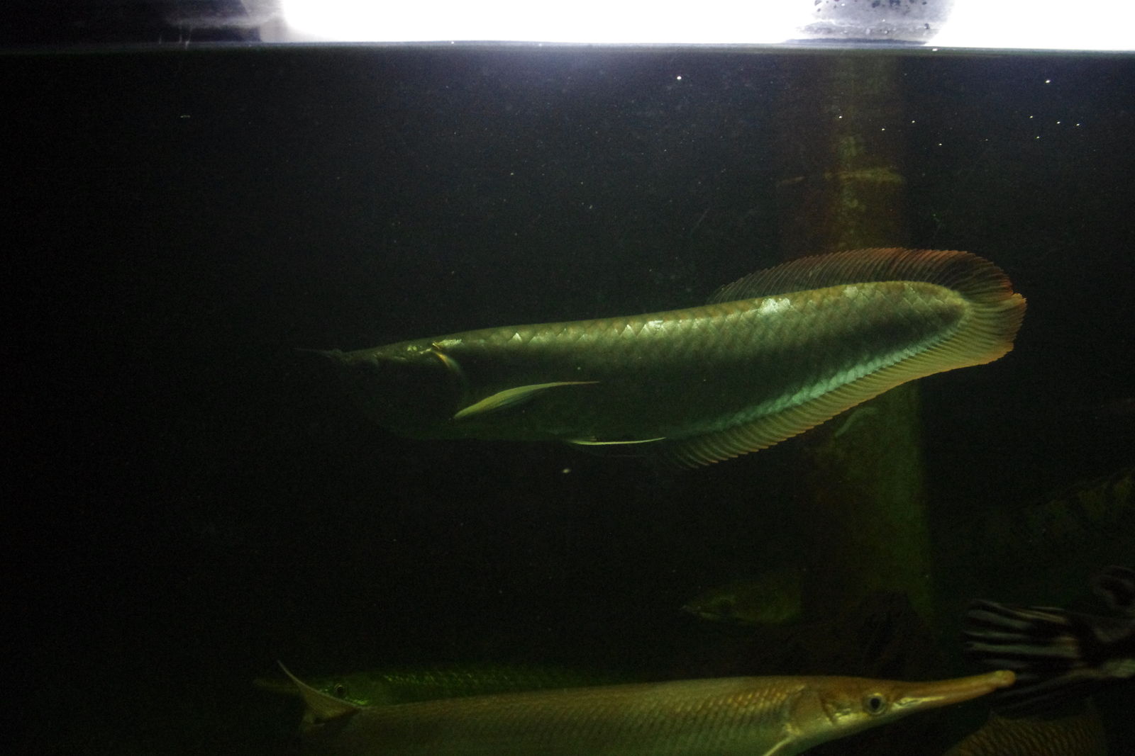 知らぬ間にシルアロアルビノ ａｎｃｉｅｎｔ ｒｉｄｅｒ