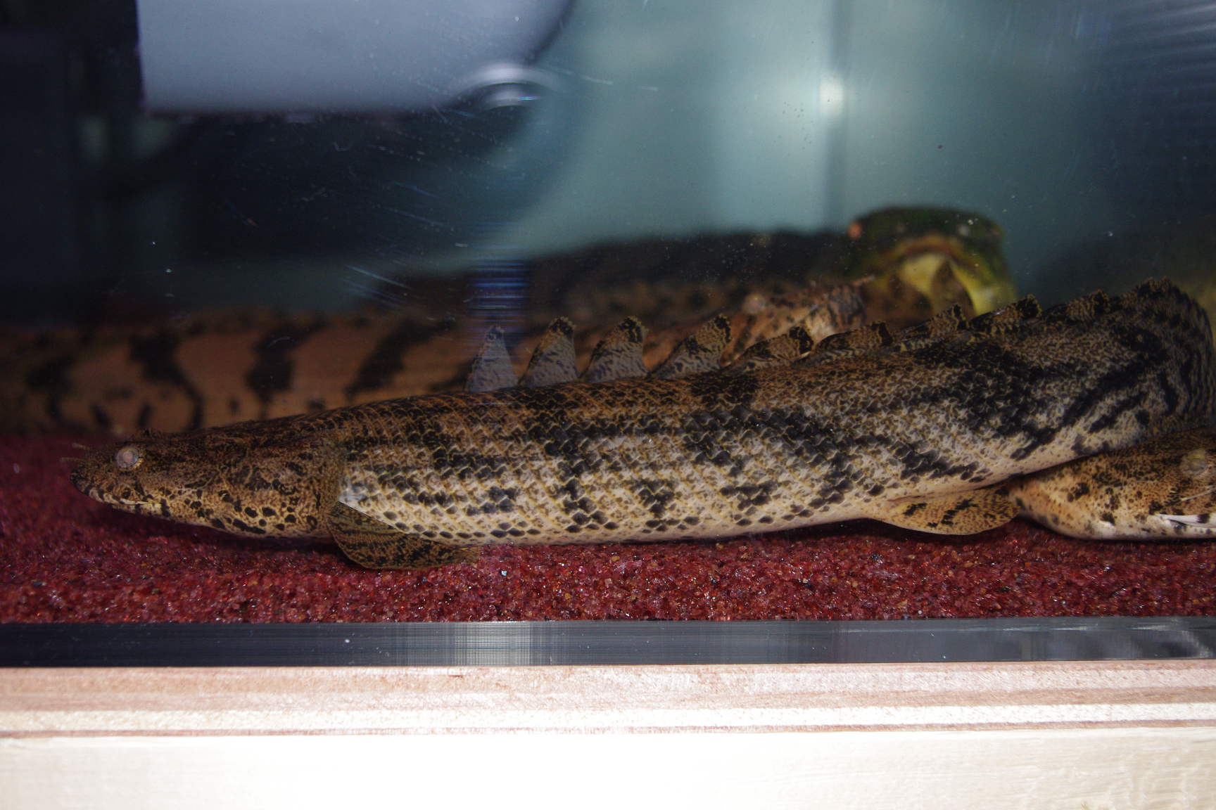 ａｎｃｉｅｎｔ ｒｉｄｅｒ エンドリに関する話