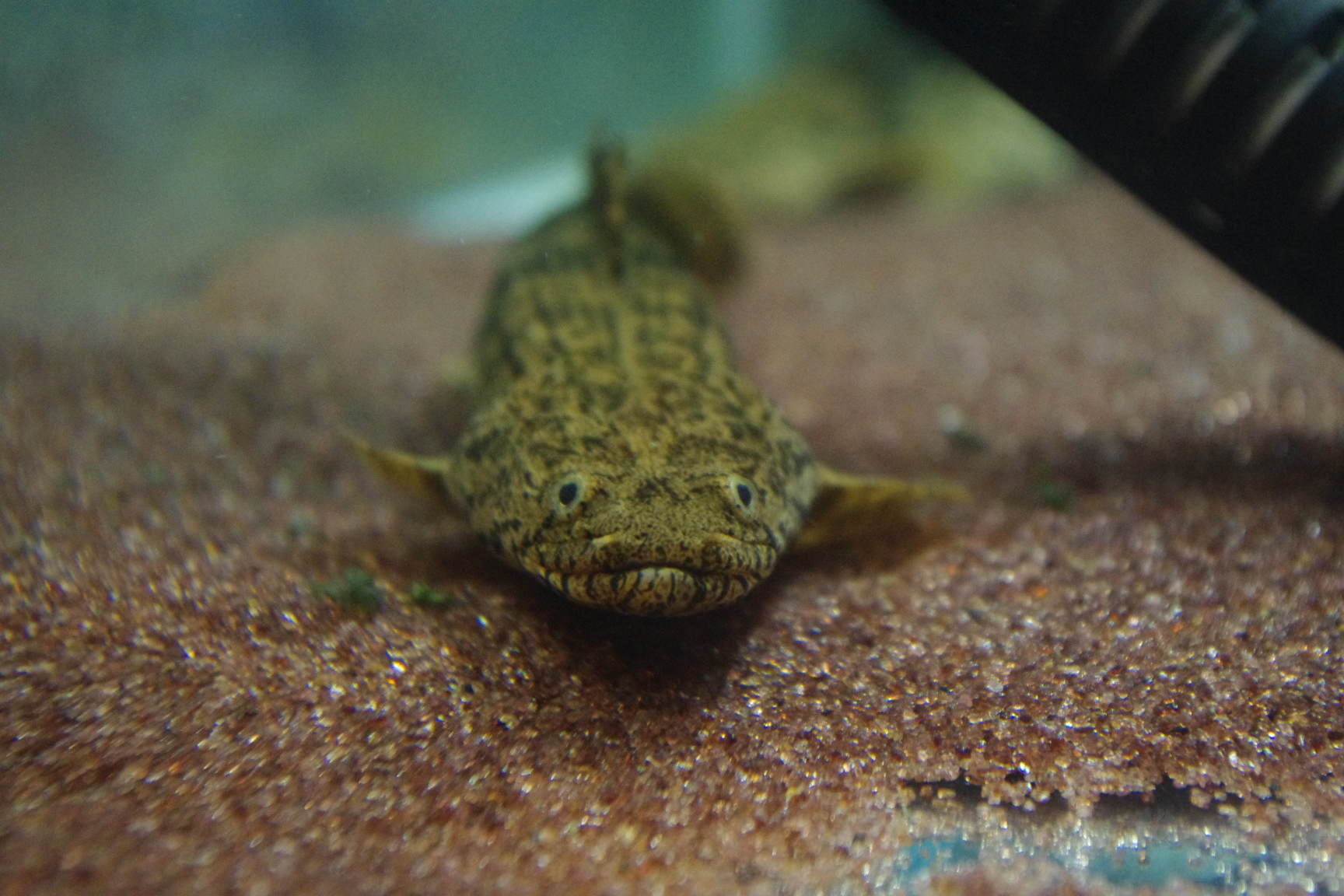 ａｎｃｉｅｎｔ ｒｉｄｅｒ エンドリに関する話