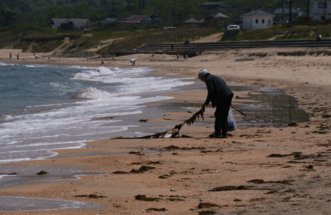 ワカメ拾い