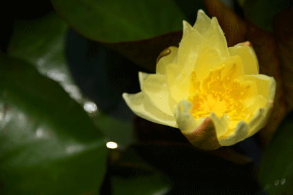 黄色いスイレン