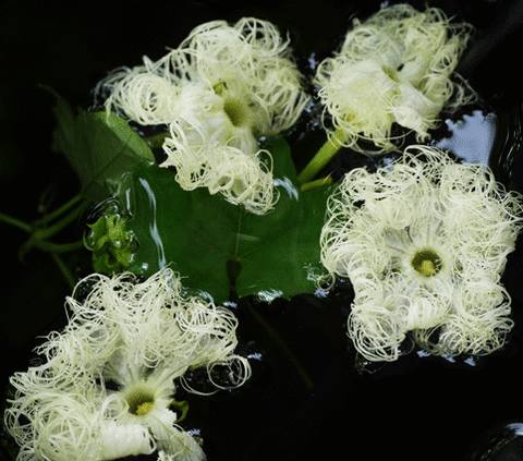 水中花
