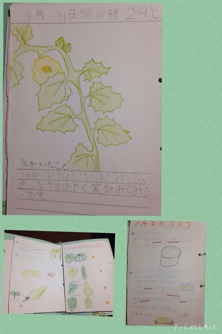 ヘチマの観察絵日記 たごやまゆりぽcafe