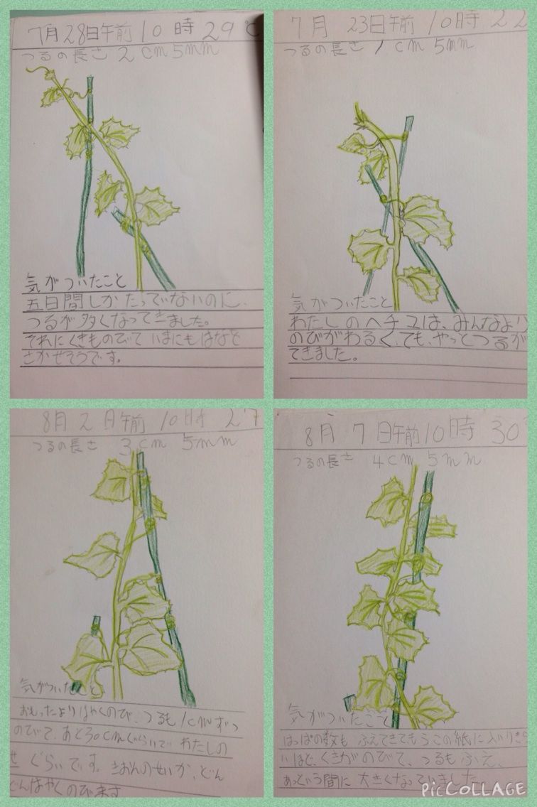 ヘチマの観察絵日記 たごやまゆりぽcafe