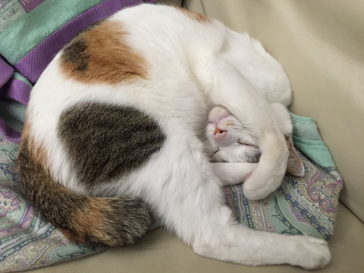 やまざき動物病院のブログ 動物記念日 やまざき動物病院のブログ 動物記念日