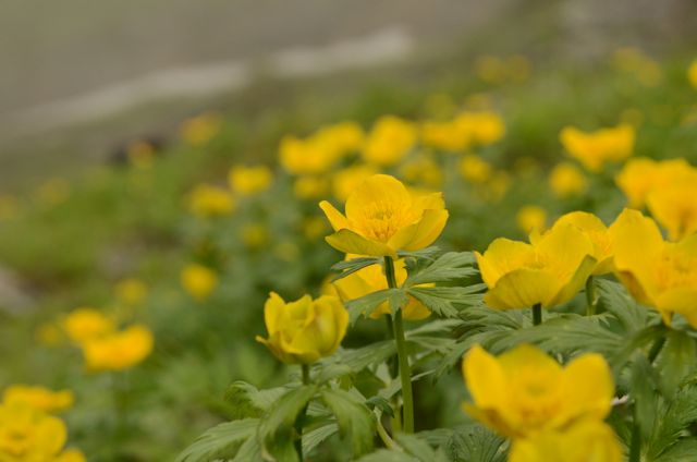 イメージ 16
