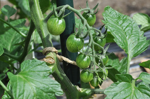 世代を超えて続く授業 八女の手仕事