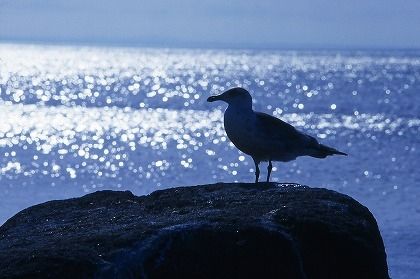 旦那を呪いで殺す 呪い殺す 祈祷師
