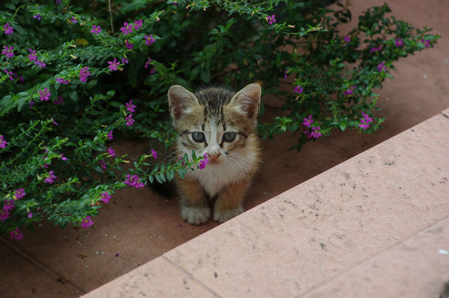 猫の祟り : 呪い殺す 祈祷師