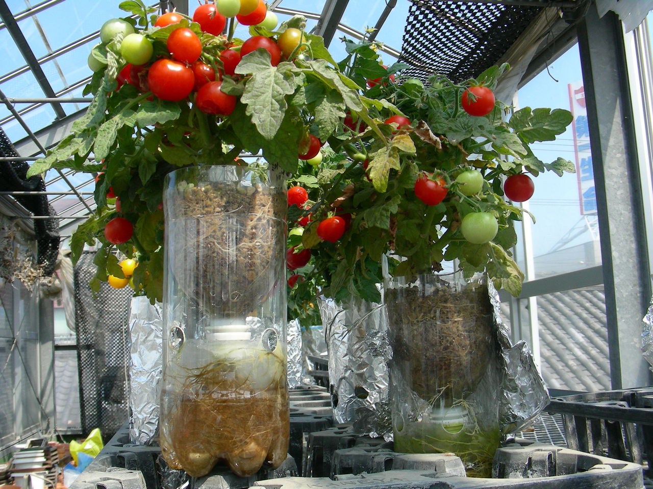 ミニトマトの水耕栽培 野菜 花 多肉のかんたん水耕栽培
