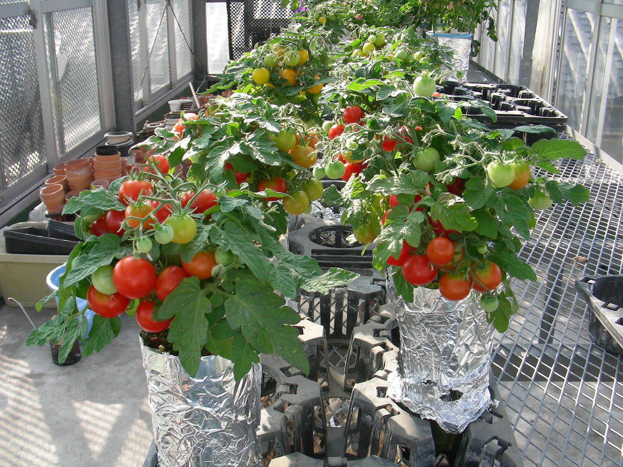 ミニトマトの水耕栽培 野菜 花 多肉のかんたん水耕栽培