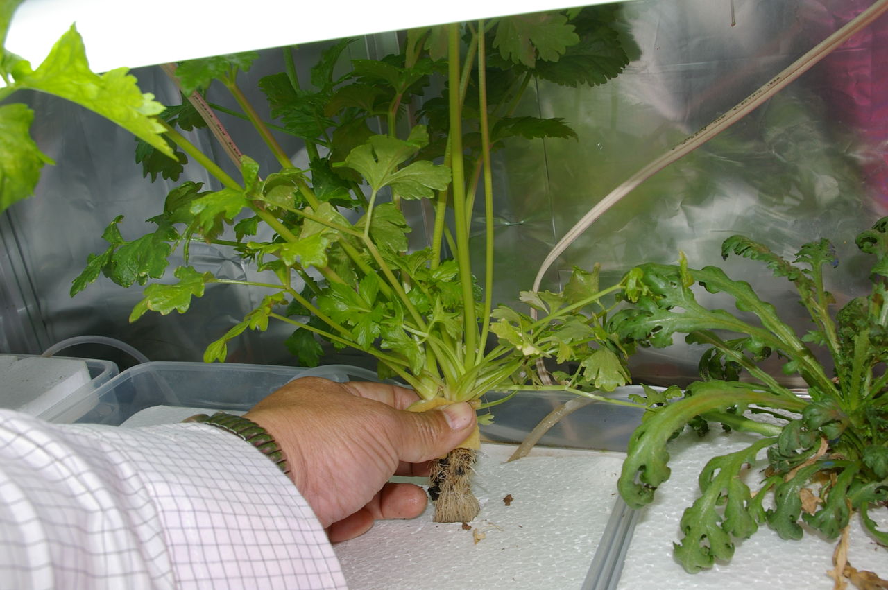 セロリの水耕栽培 野菜 花 多肉のかんたん水耕栽培 セロリの水耕栽培 野菜 花 多肉のかんたん水耕栽培