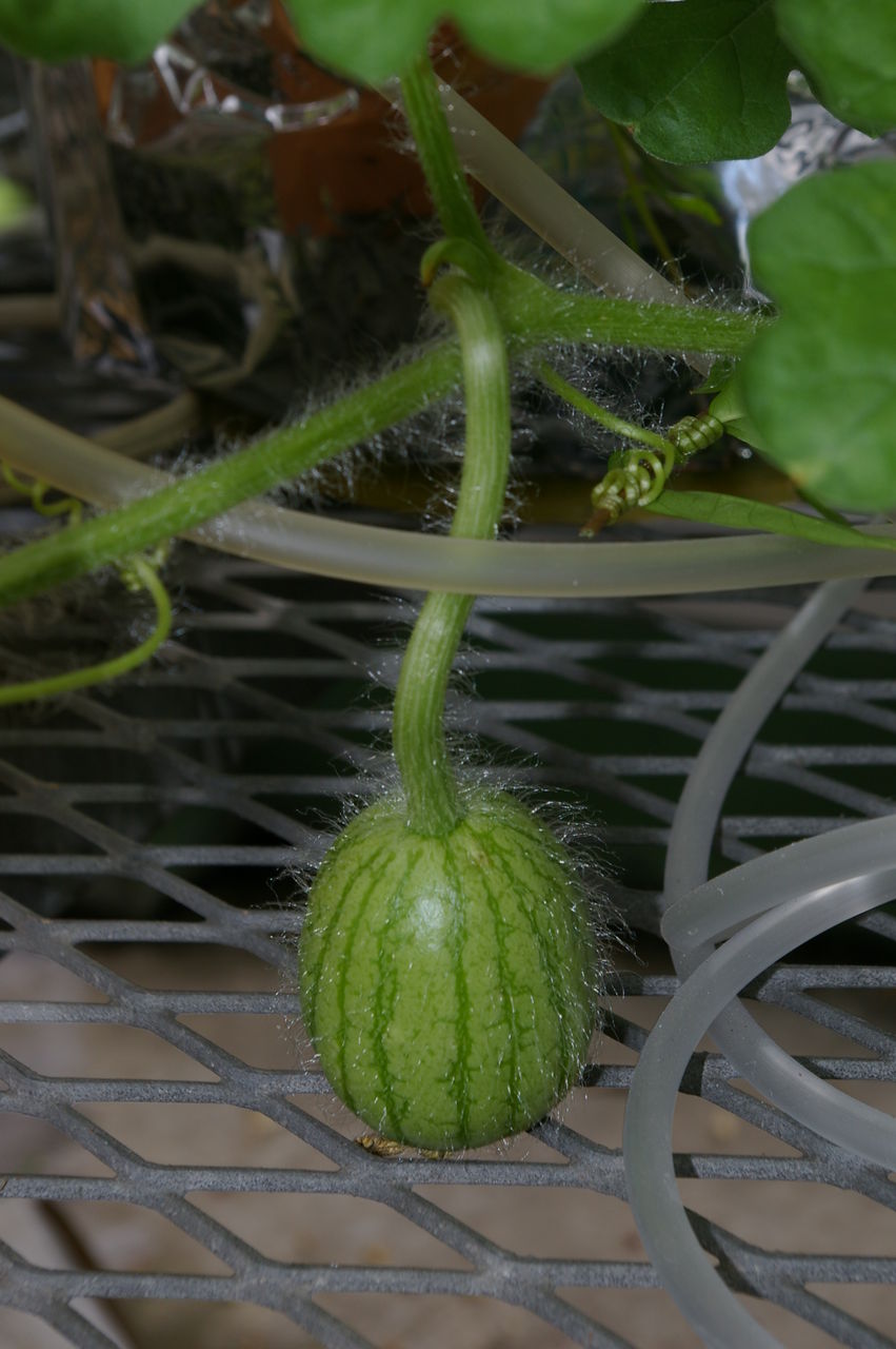スイカの水耕栽培 野菜 花 多肉のかんたん水耕栽培