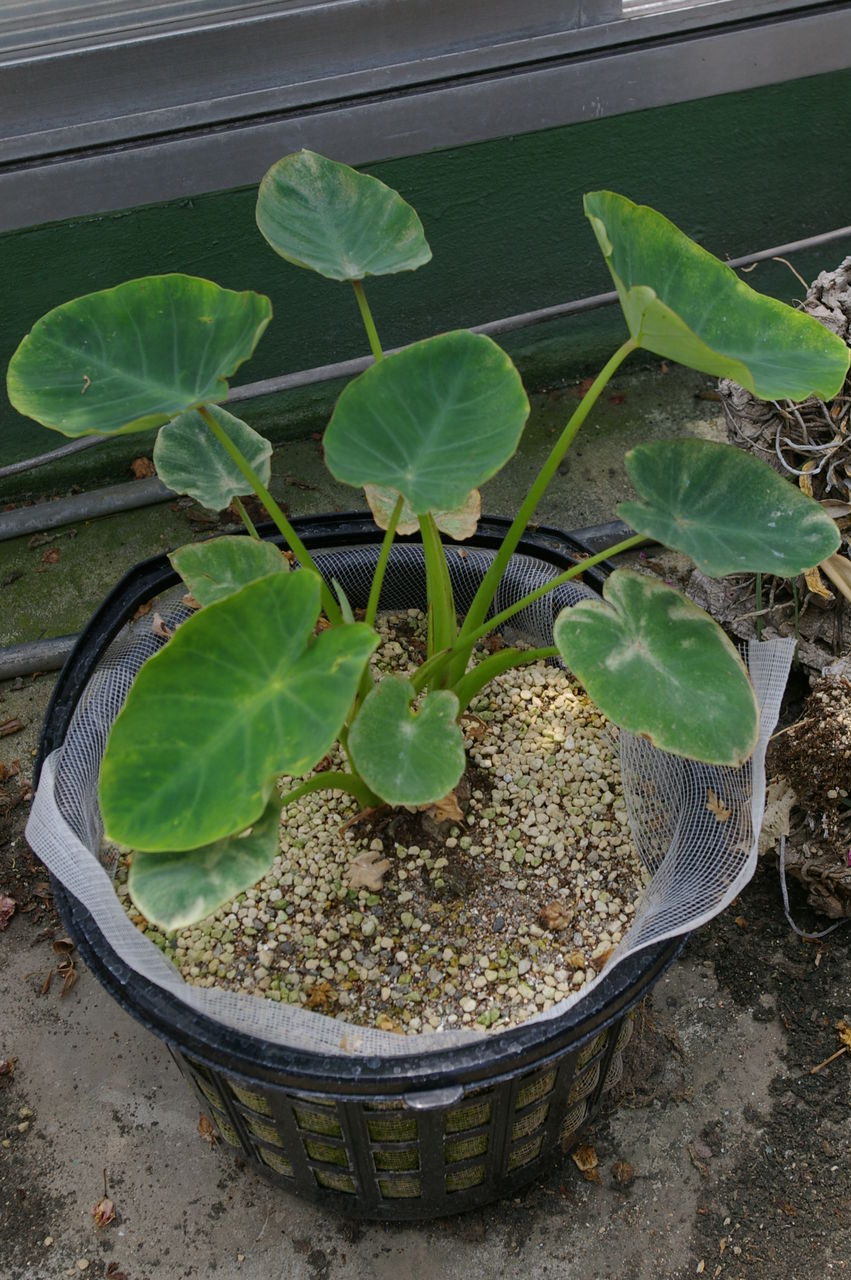 サトイモの水耕栽培 野菜 花 多肉のかんたん水耕栽培 サトイモの水耕栽培 野菜 花 多肉のかんたん水耕栽培