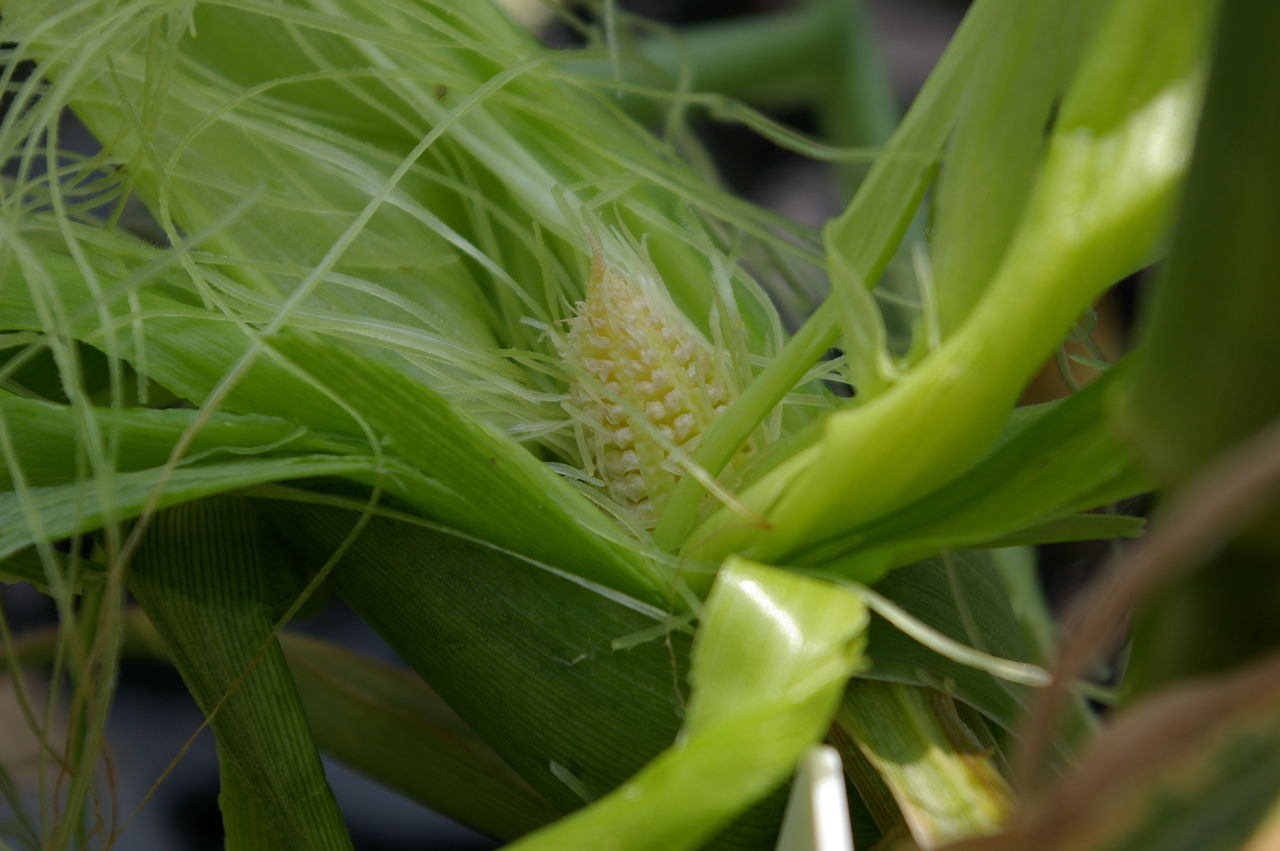 トウモロコシの水耕栽培 野菜 花 多肉のかんたん水耕栽培 トウモロコシの水耕栽培 野菜 花 多肉のかんたん水耕栽培