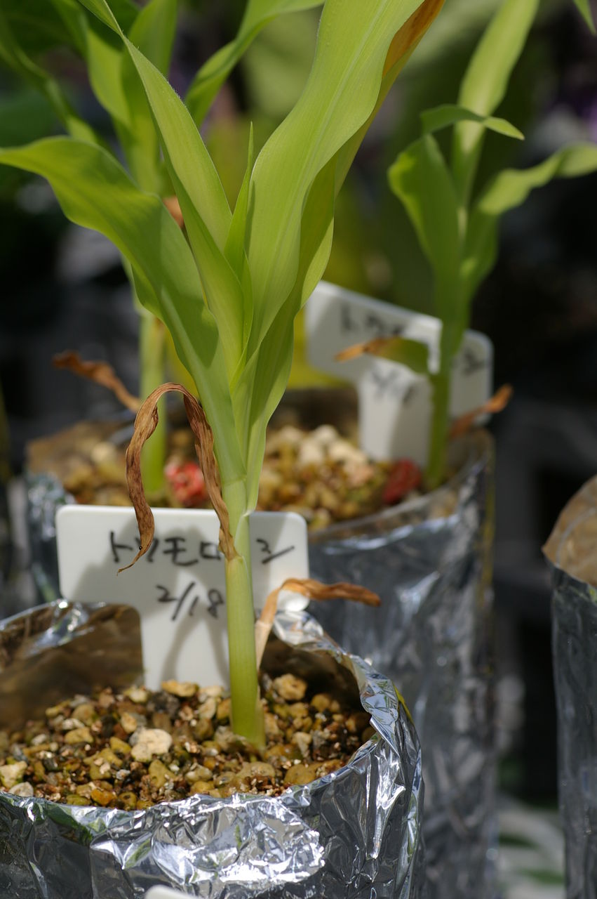 トウモロコシの水耕栽培 野菜 花 多肉のかんたん水耕栽培 トウモロコシの水耕栽培 野菜 花 多肉のかんたん水耕栽培