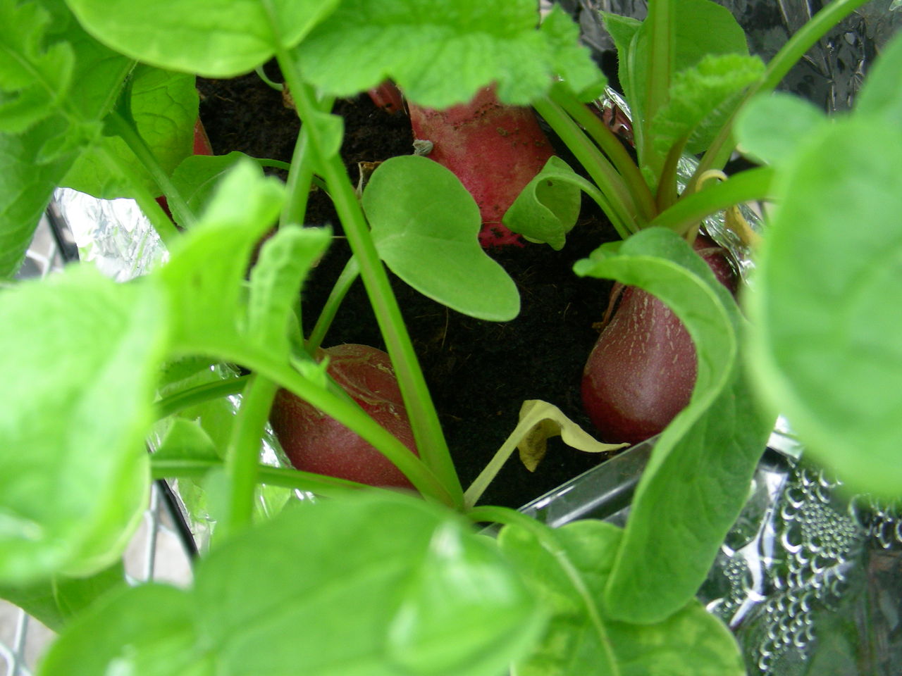 ラディッシュの水耕栽培 野菜・花・多肉のかんたん水耕栽培