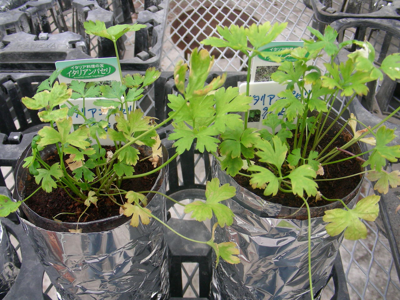 イタリアンパセリの水耕栽培 野菜 花 多肉のかんたん水耕栽培