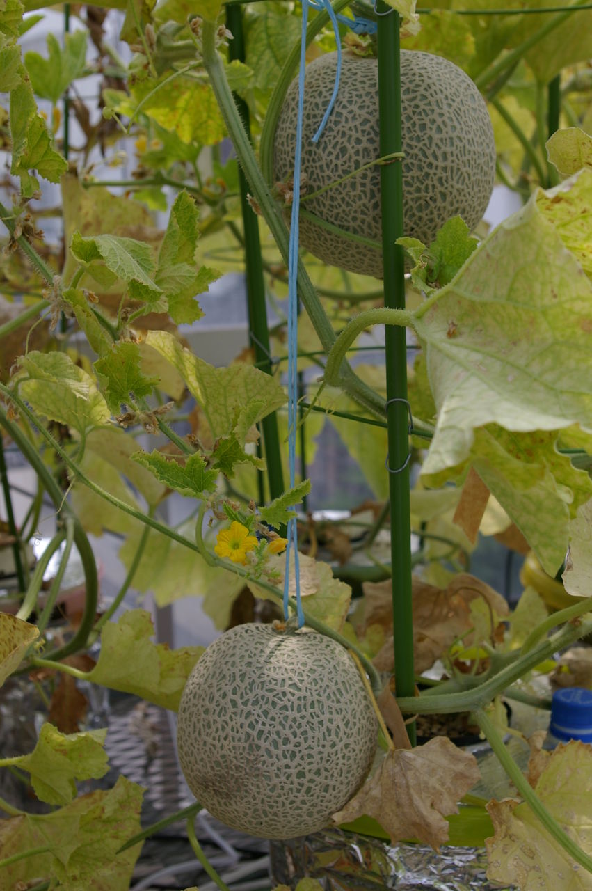 メロンの水耕栽培 野菜 花 多肉のかんたん水耕栽培