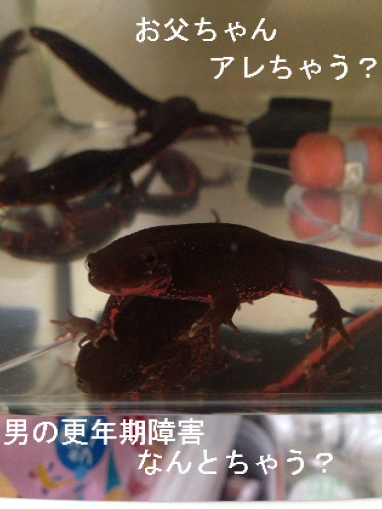 夏の対応 やもりんいもりん 夏の対応 やもりんいもりん
