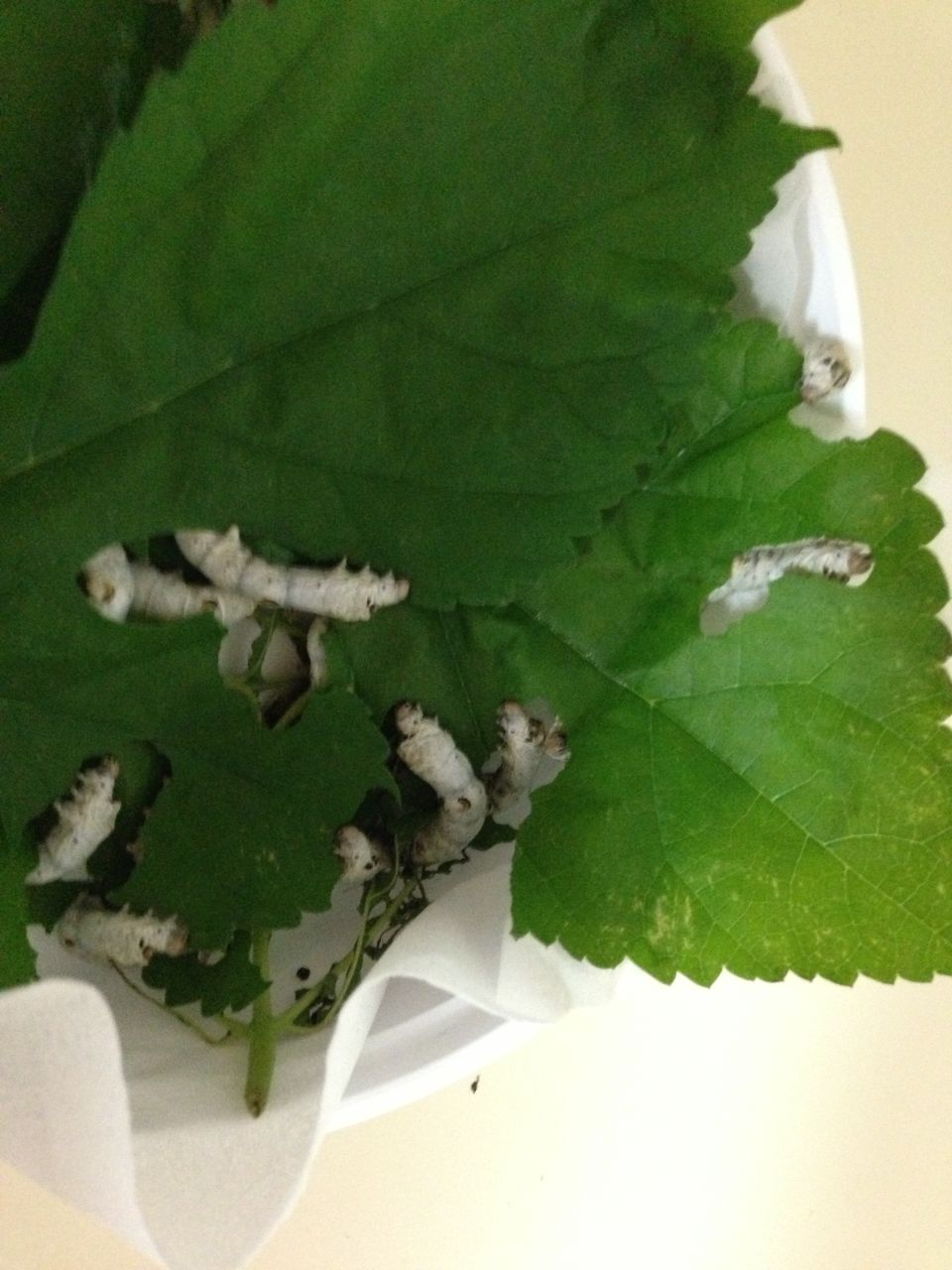 餌虫考察 その1 蚕（シルクワーム） : やもりんいもりん