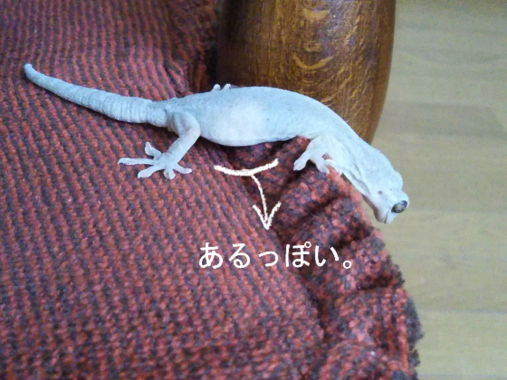 ニホンヤモリの産卵 抱卵 やもりんいもりん ニホンヤモリの産卵 抱卵 やもりんいもりん