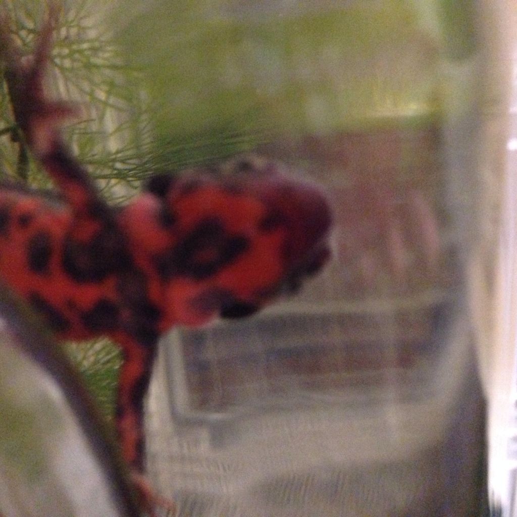 イモリの悩みと イモ飼いの悩み やもりんいもりん