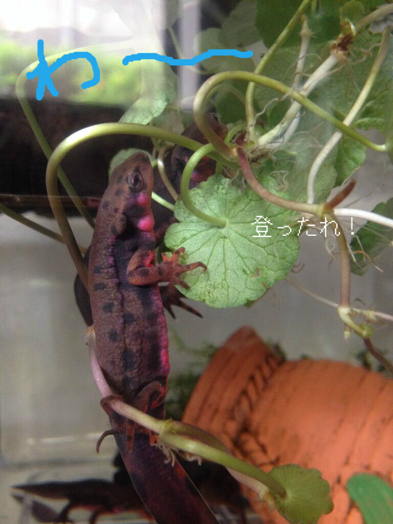 アカハライモリ やもりんいもりん