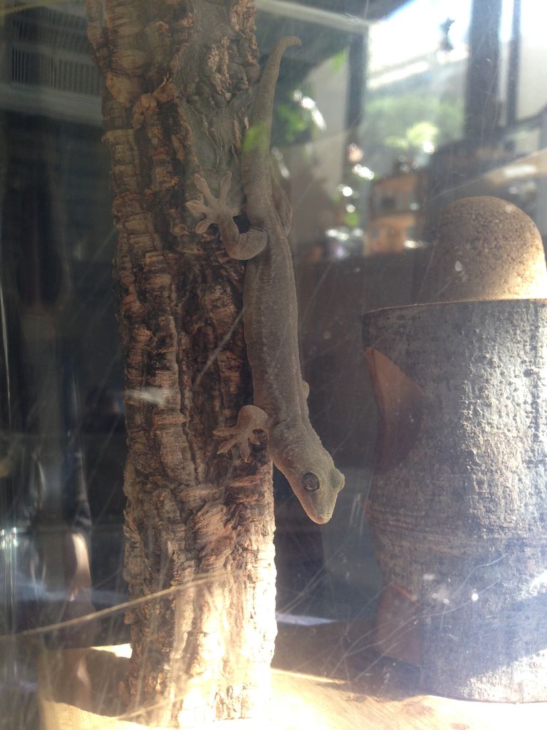 警戒心とは やもりんいもりん 警戒心とは やもりんいもりん