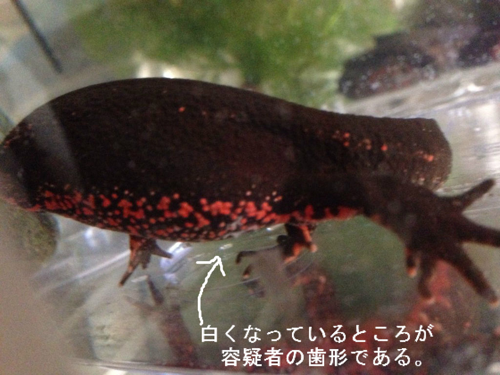 アカハライモリ やもりんいもりん