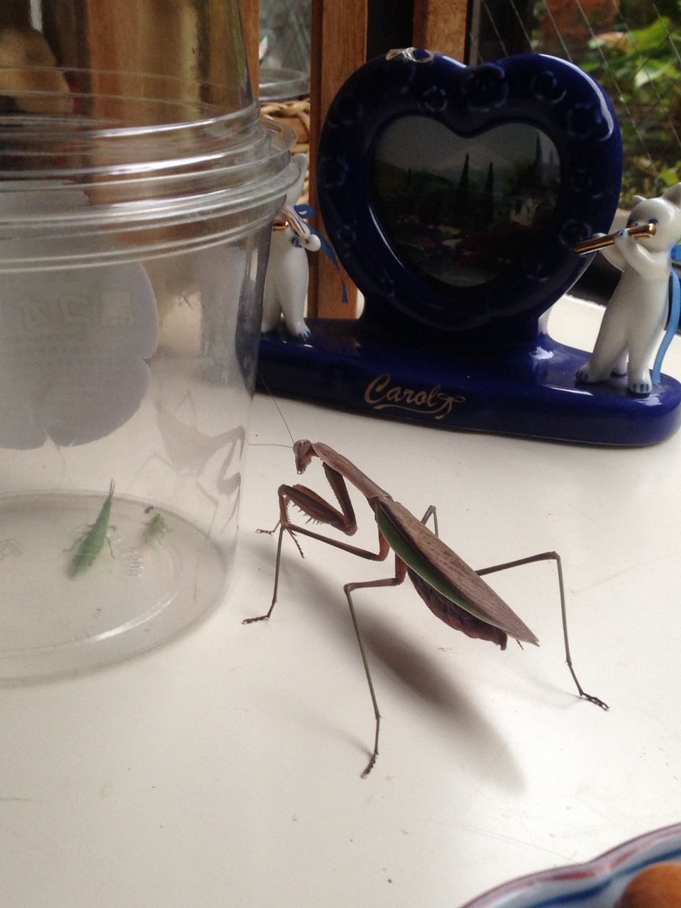 カマキリの放し飼い やもりんいもりん カマキリの放し飼い やもりんいもりん