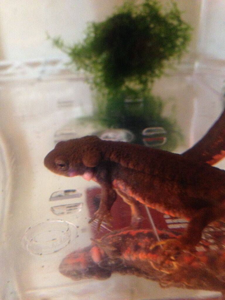 アカハライモリ やもりんいもりん