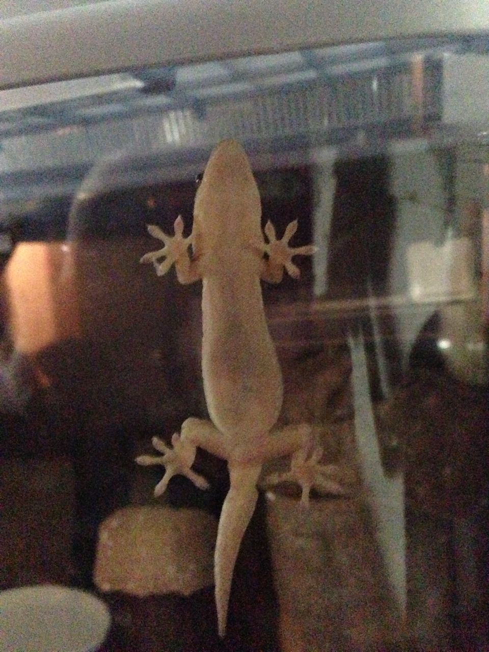 餌虫考察 その1 蚕（シルクワーム） : やもりんいもりん