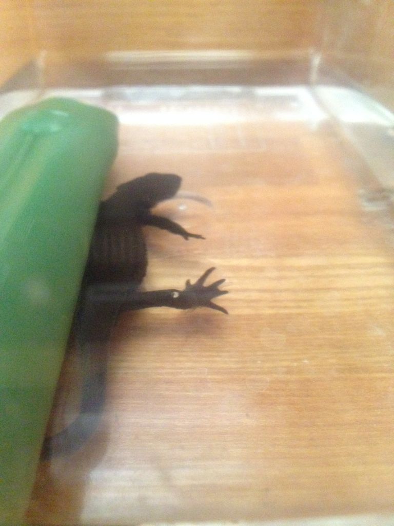 アカハライモリ 病気への対処 やもりんいもりん アカハライモリ 病気への対処 やもりんいもりん
