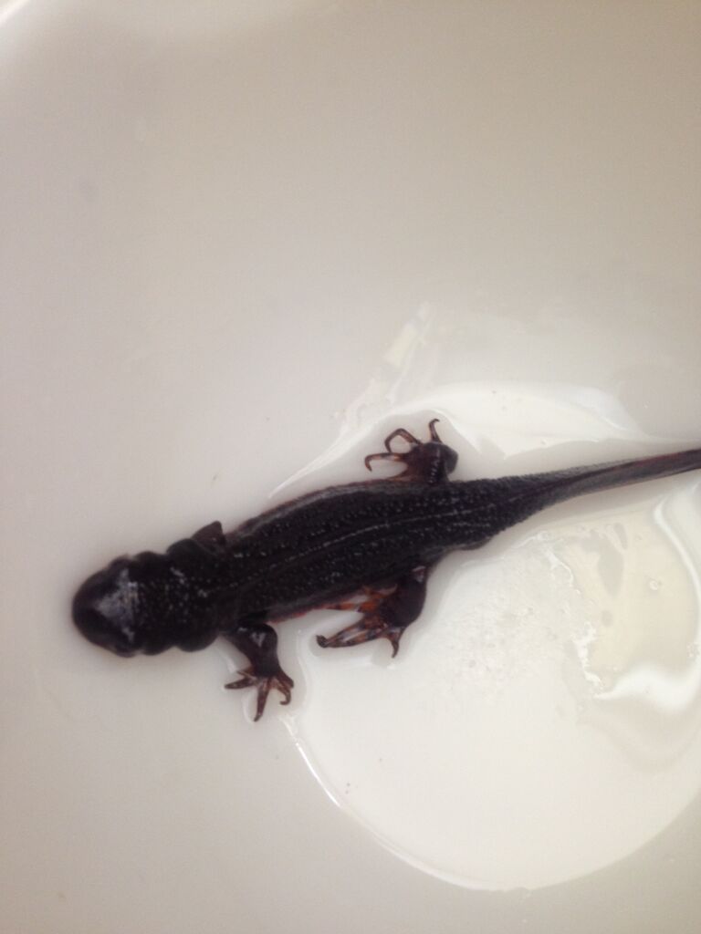 サラさんの現在 やもりんいもりん