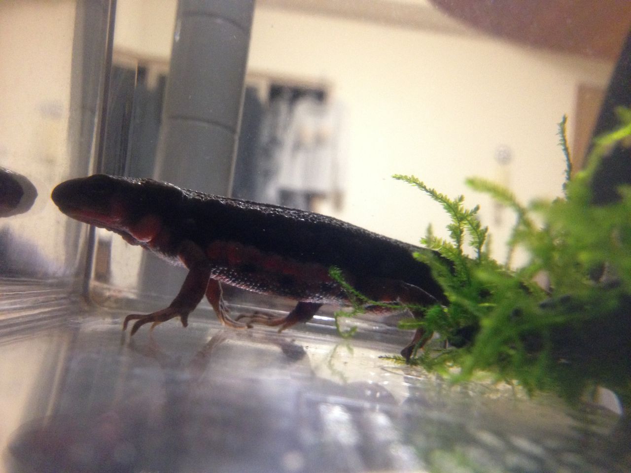 アカハライモリ やもりんいもりん アカハライモリ やもりんいもりん