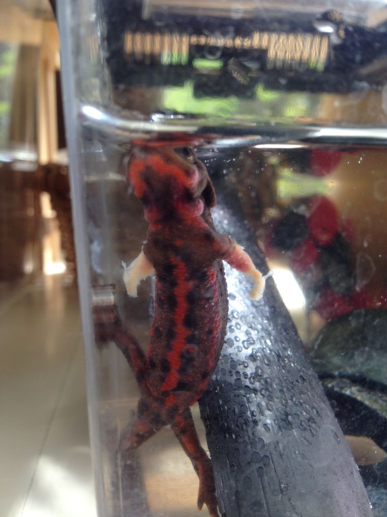 アカハライモリ やもりんいもりん アカハライモリ やもりんいもりん